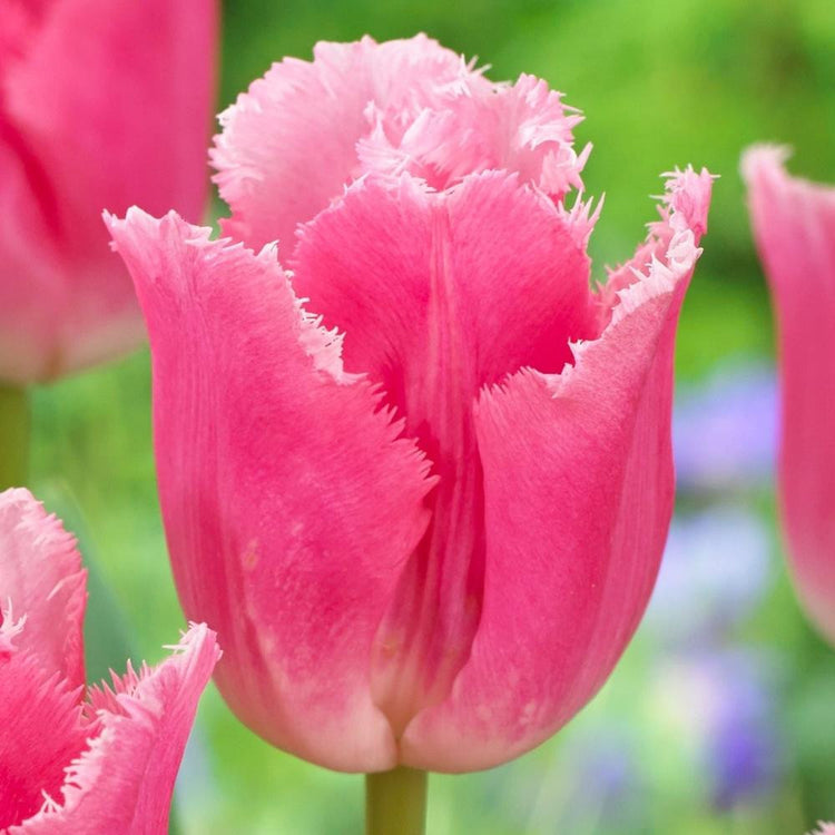Tulip Fringed Izumi