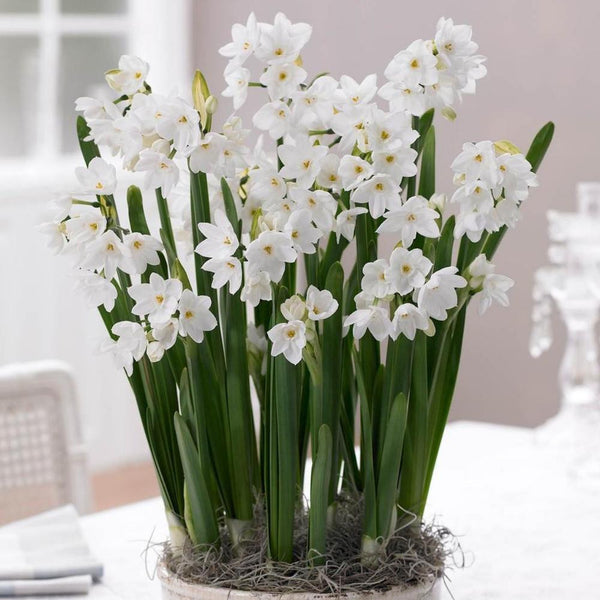 An indoor planting of paperwhite narcissus Ziva, with multiple bulbs in a low planter and a dozen or more fragrant white flower clusters.