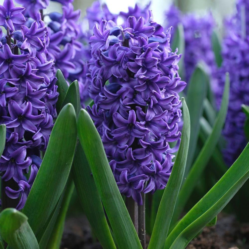 Hyacinth Orientalis Blue Trophy - 10 bulbs - Longfield Gardens