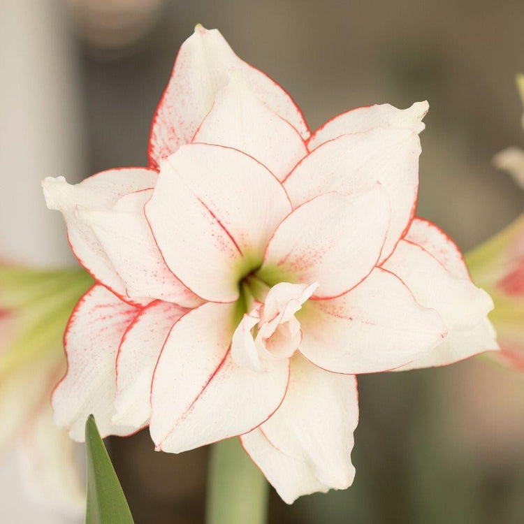 The flowers of double amaryllis Elvas, displaying white petals with fine white edging.