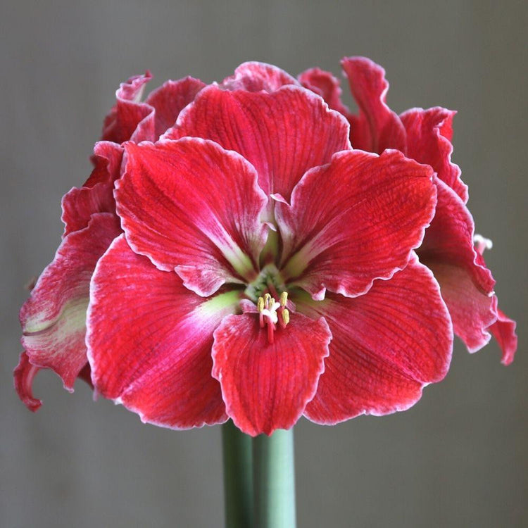 Amaryllis Single Magical Touch