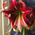 Shop Early Blooming Amaryllis