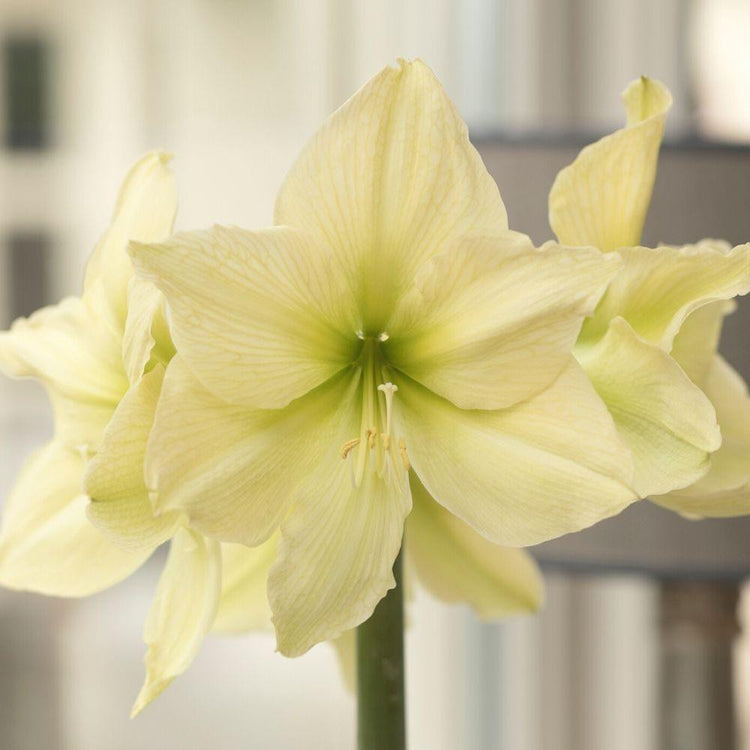 Amaryllis Single Yellow Star