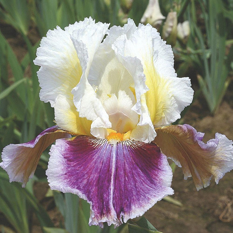 Bearded Iris Dawn Eternal