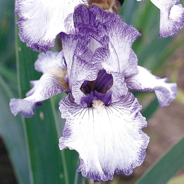 Bearded Iris Earl of Essex