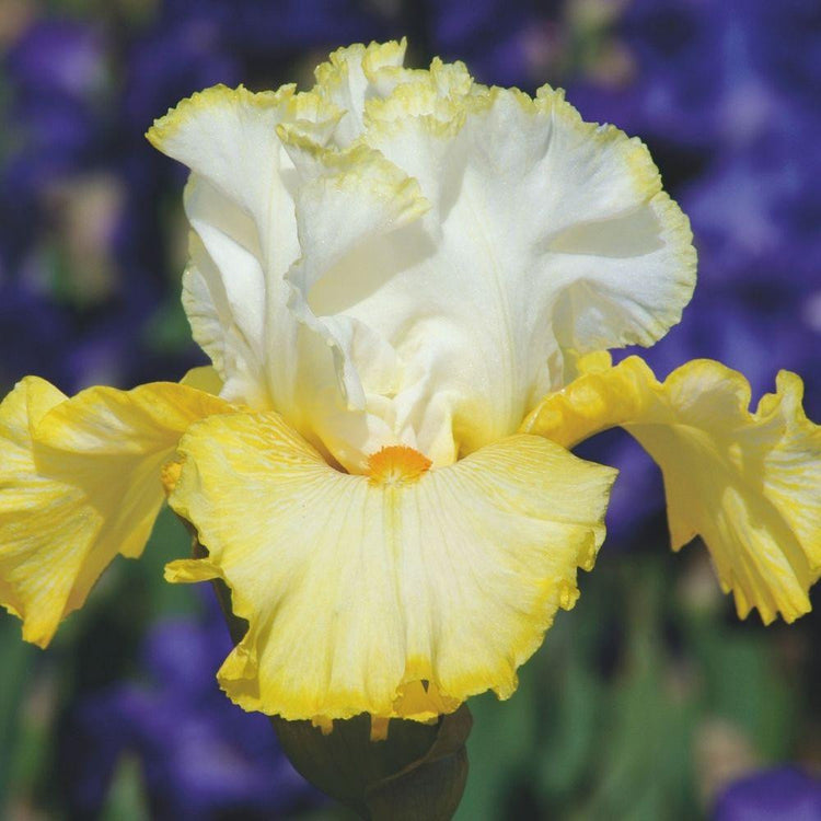 Bearded Iris Better than Butter
