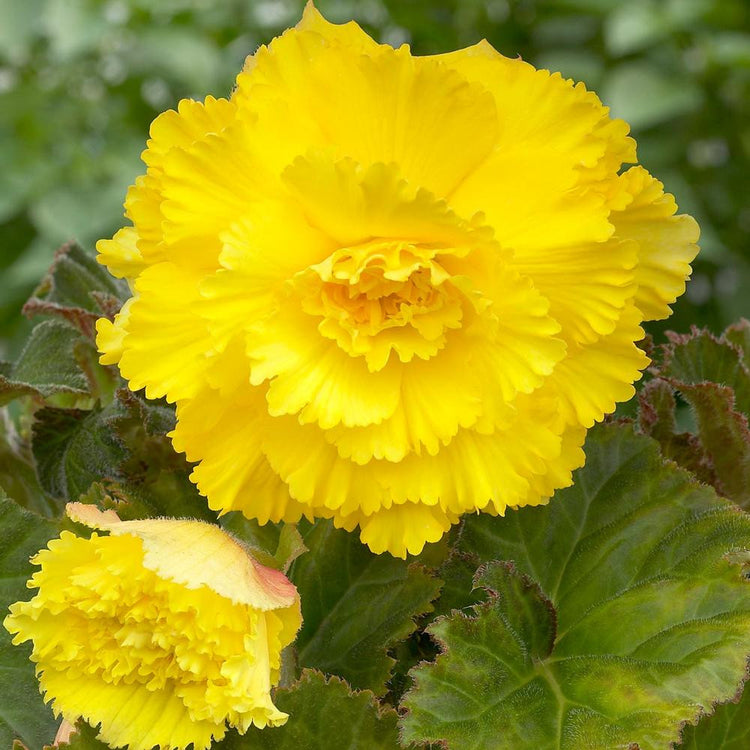 The bright yellow flowers of a ruffled fimbriata tuberous begonia.