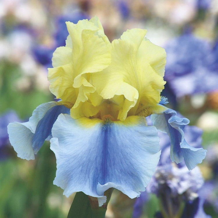 Bearded Iris Easter Candy
