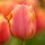 Side view of Triumph tulip Jimmy in a garden setting, highlighting the flower's warm colors of orange, rose and gold.