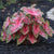 Caladium Carolyn Whorton displaying its sun and shade tolerant foliage colors of dark and light pink.