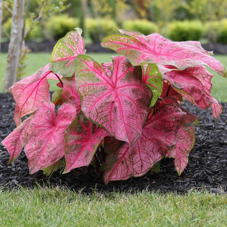 Caladium Fancy Fannie Munson