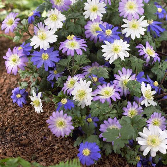 Anemone Blanda Mixed Blanda
