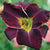 Spring-Planted Summer Blooming Overstock