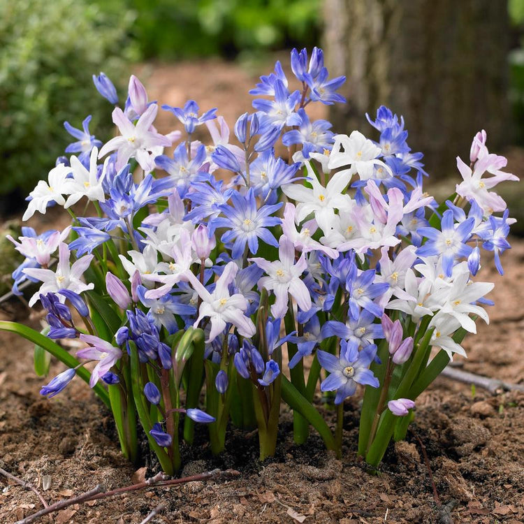 Chionodoxa Assorted