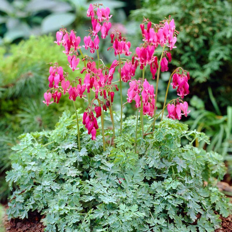 Dicentra (Bleeding Heart) Formosa King of Hearts