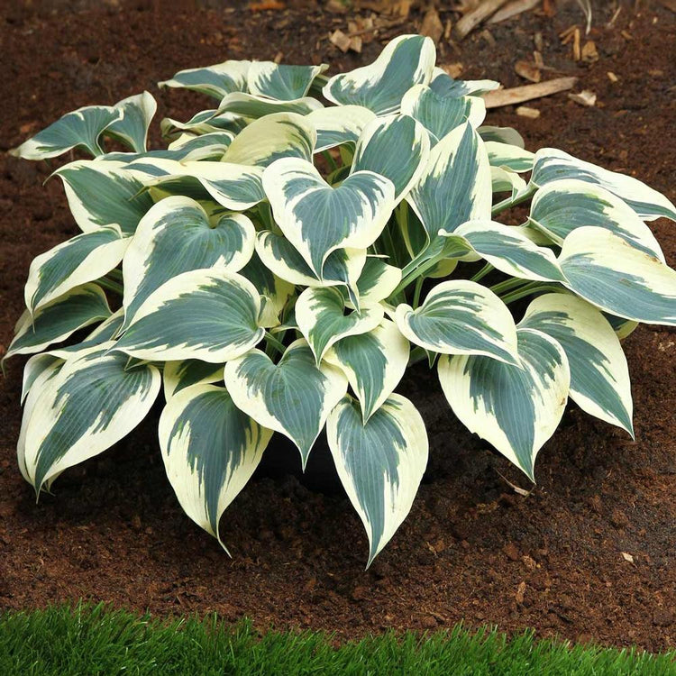 Hosta Medium Leaf Blue Ivory