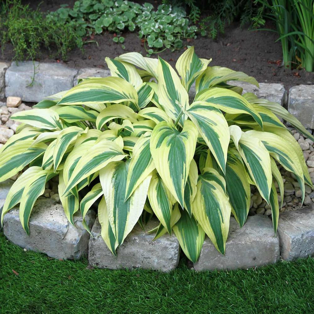 Hosta Small Leaf Lakeside Dragonfly - 1 bare root - Longfield Gardens