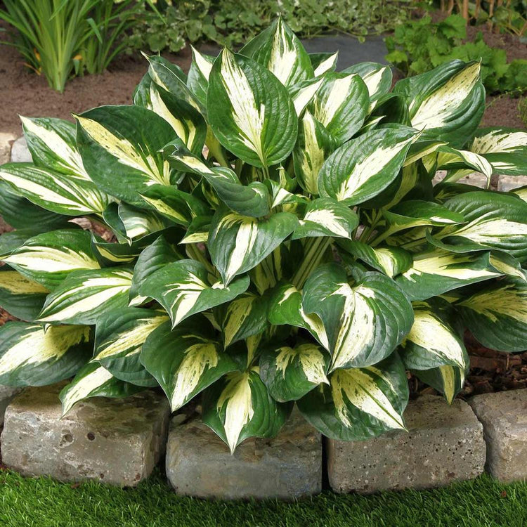 Hosta Medium Leaf Revolution
