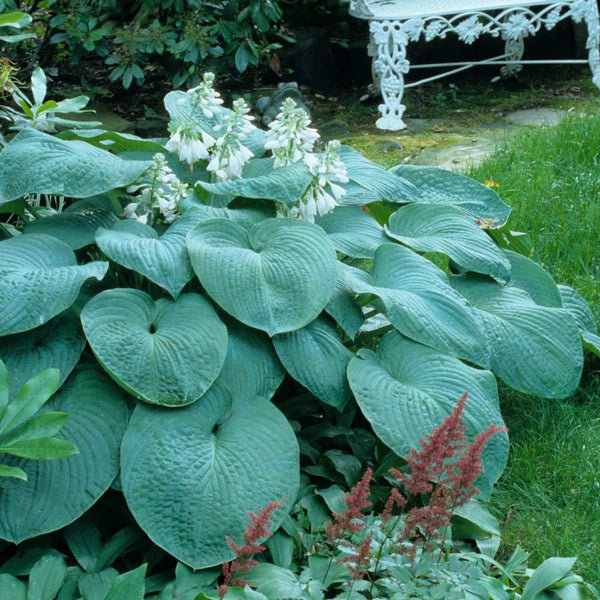 hosta dress blues Hosta Large Leaf Bressingham Blue - 3 bare roots
