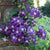 Standard Clematis