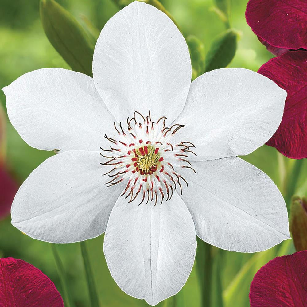 Clematis Standard Miss Bateman - 1 Starter Plant 2.5