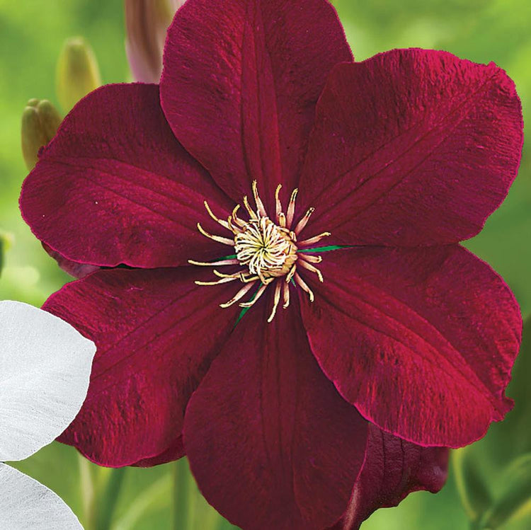 Clematis Red (Rouge) Cardinal