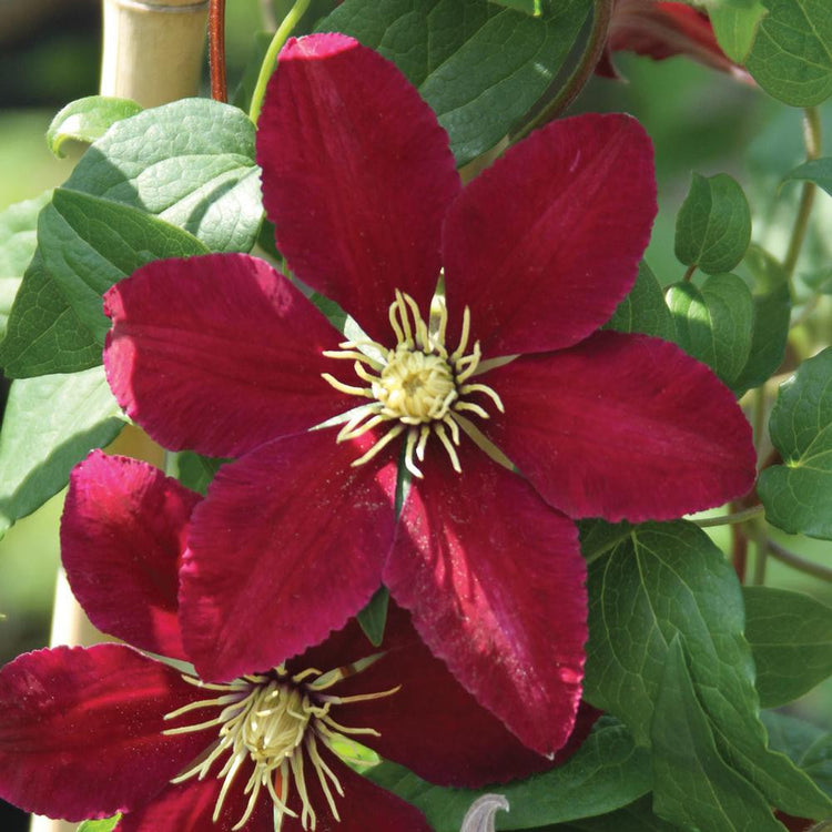 Clematis Standard Niobe