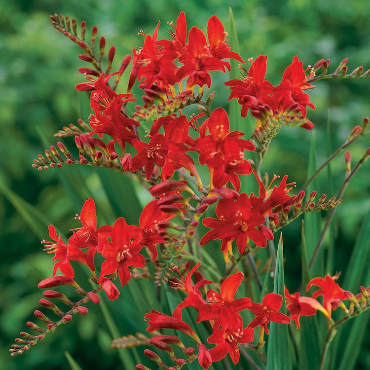 Crocosmia Lucifer
