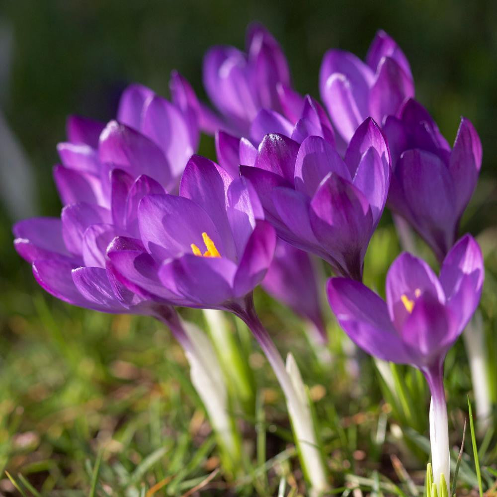 Crocus Species Ruby Giant - 25 corms - Longfield Gardens