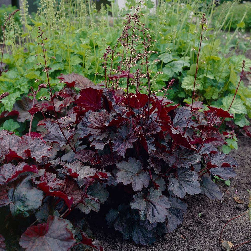 Palace Rooth Heuchera Palace Purple - 1 bare root - Longfield Gardens