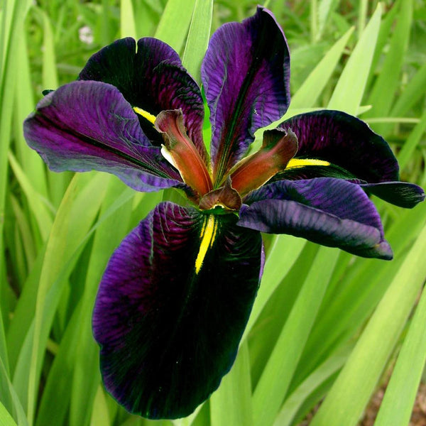 Iris Louisiana Black Gamecock - 3 bare roots - Longfield Gardens