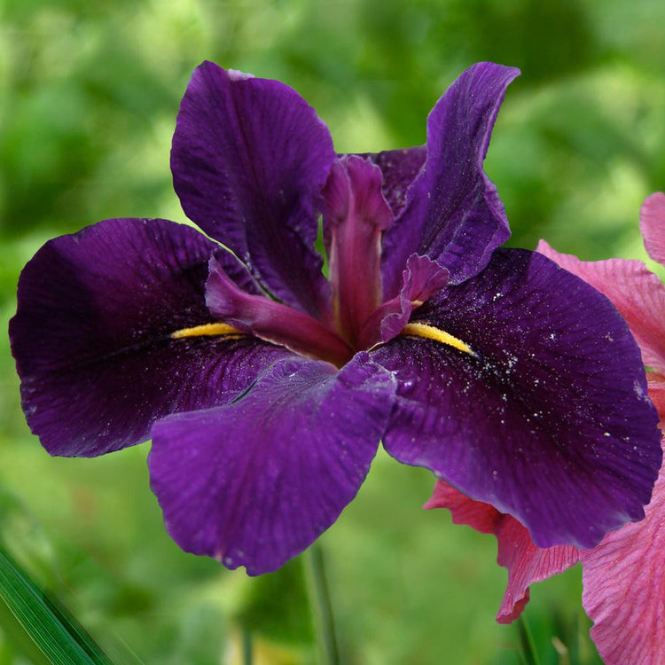 Iris Louisiana Newsletter