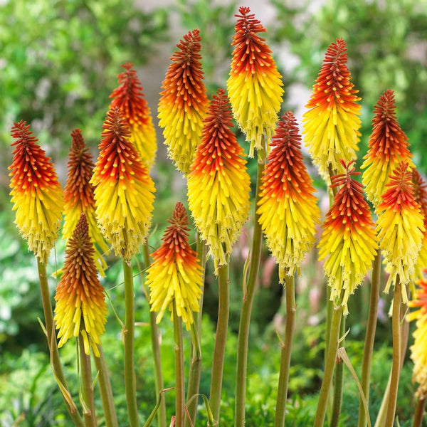 ジノリ　オータムフラワー　ボウル×5 Kniphofia 'Pumpkin Bodacious', Torch Lily – Dancing Oaks Nursery