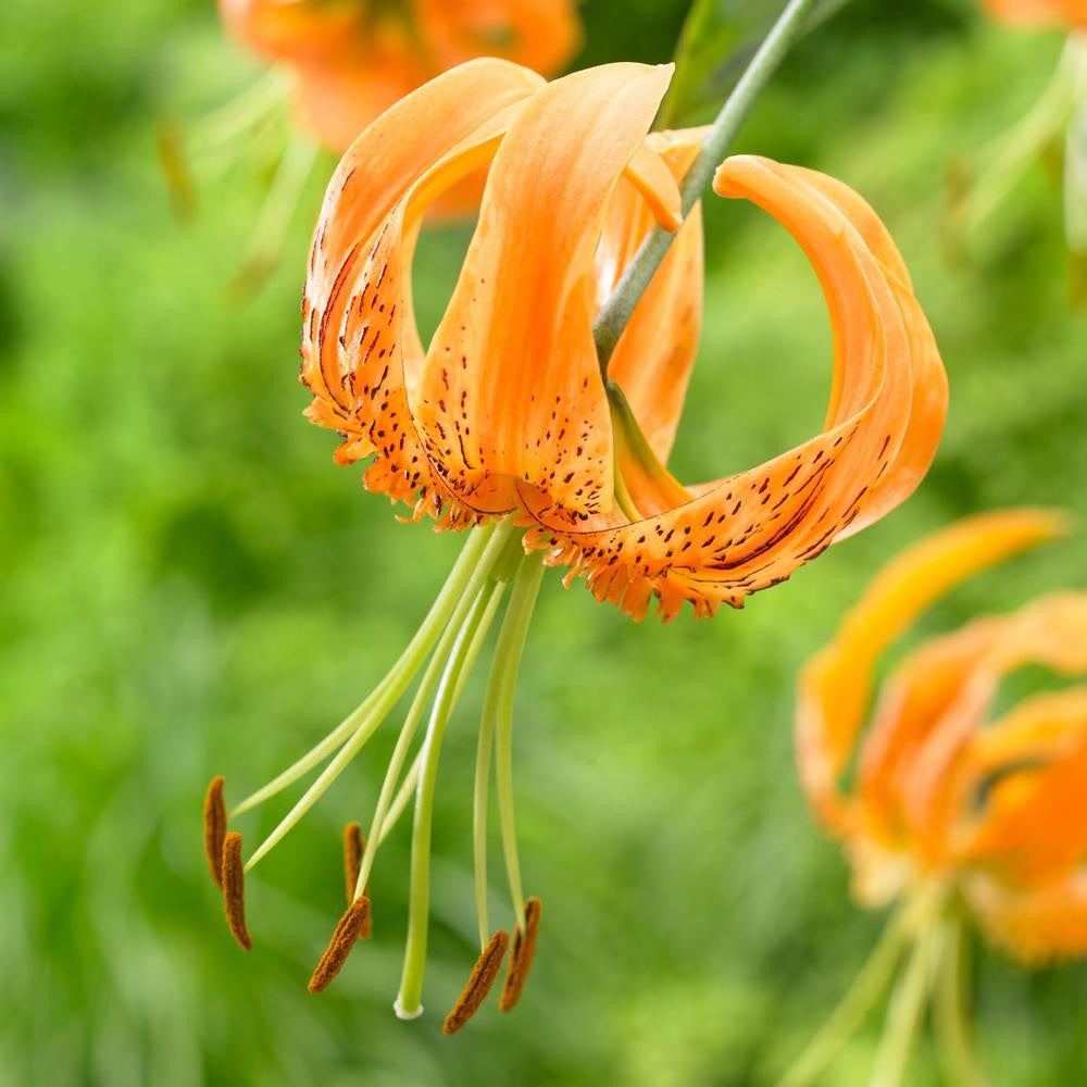 Lily Species Henryi (Fall) - 5 bulbs - Longfield Gardens
