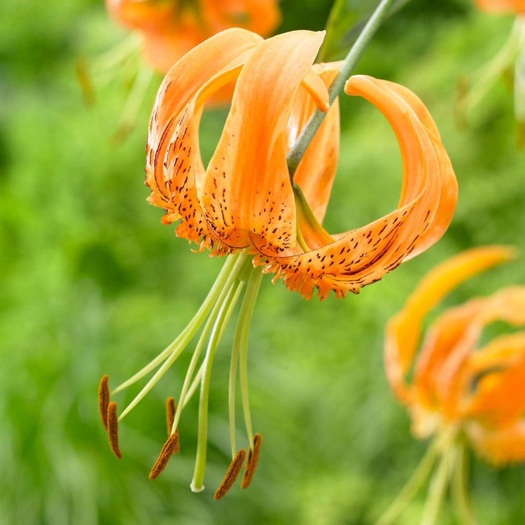 Lily Species Henryi (Fall)