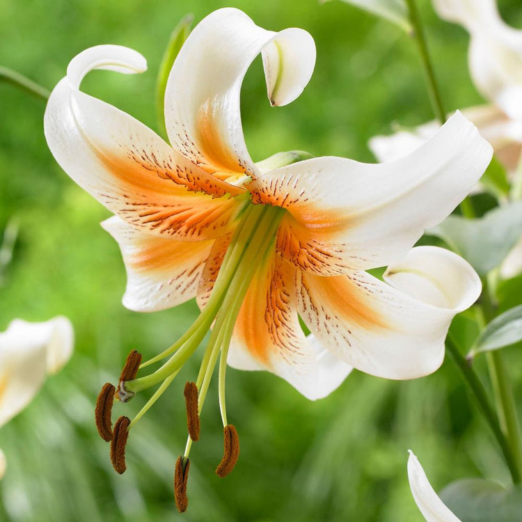 orange lily flower Lily Species Lady Alice (Fall) - 5 bulbs