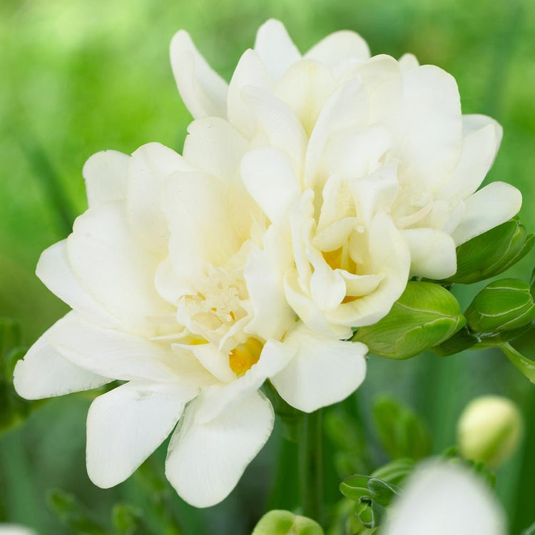 Freesia Double White