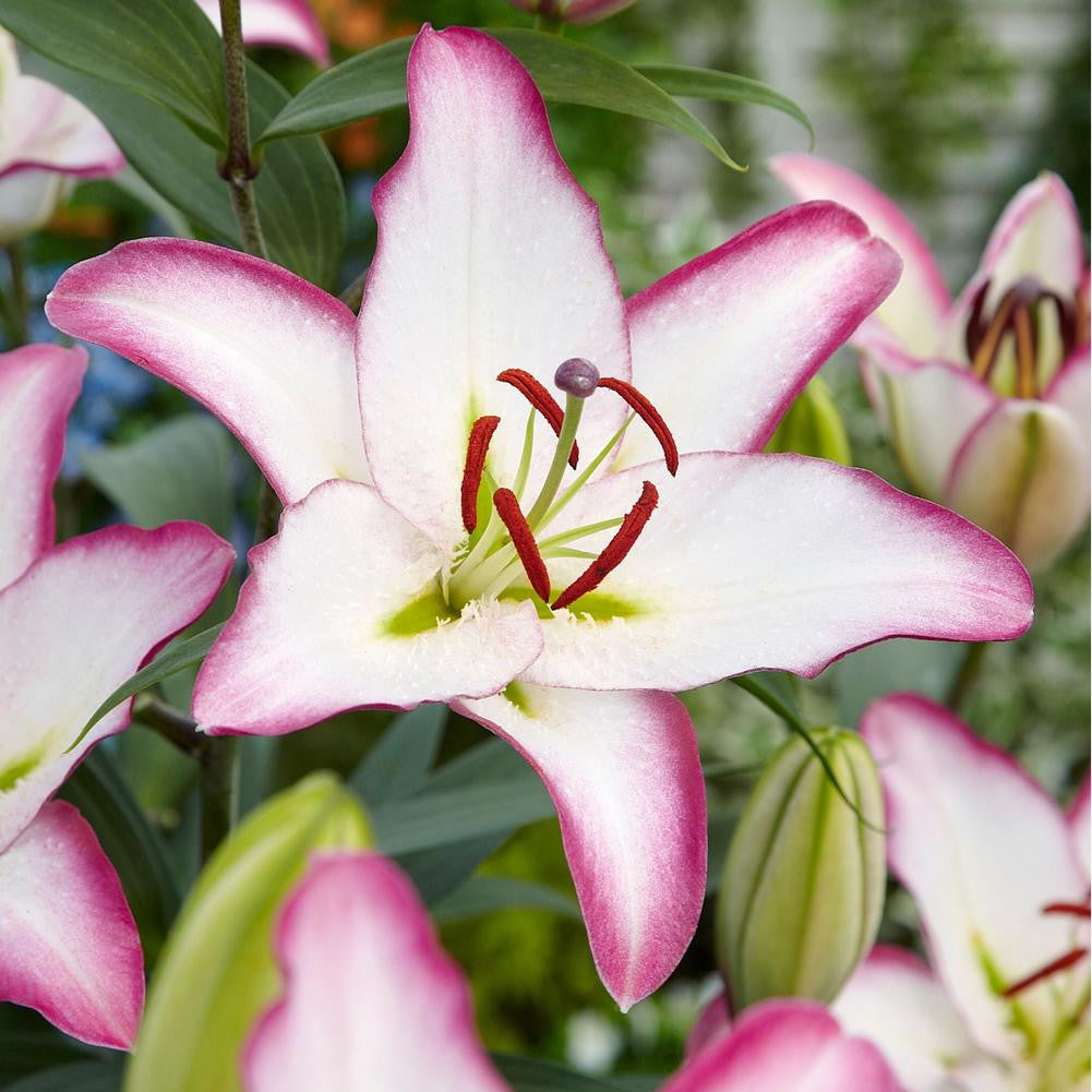 Lily Oriental Montezuma - 5 bulbs - Longfield Gardens