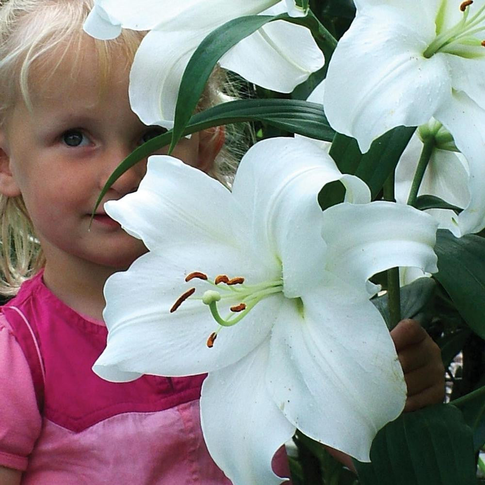 white casablanca lily Lily Oriental Casa Blanca - 5 bulbs