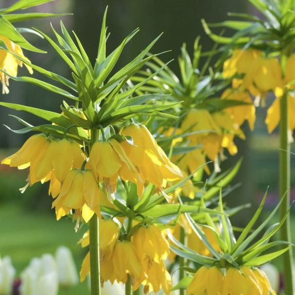 Fritillaria Lutea Maxima - 2 bulbs - Longfield Gardens