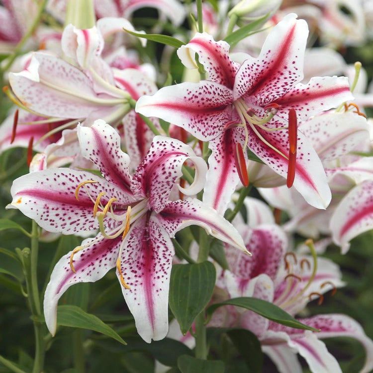 A bountiful planting of the fragrant Oriental lily Dizzy, showing the flower's large white petals with bold, red markings.