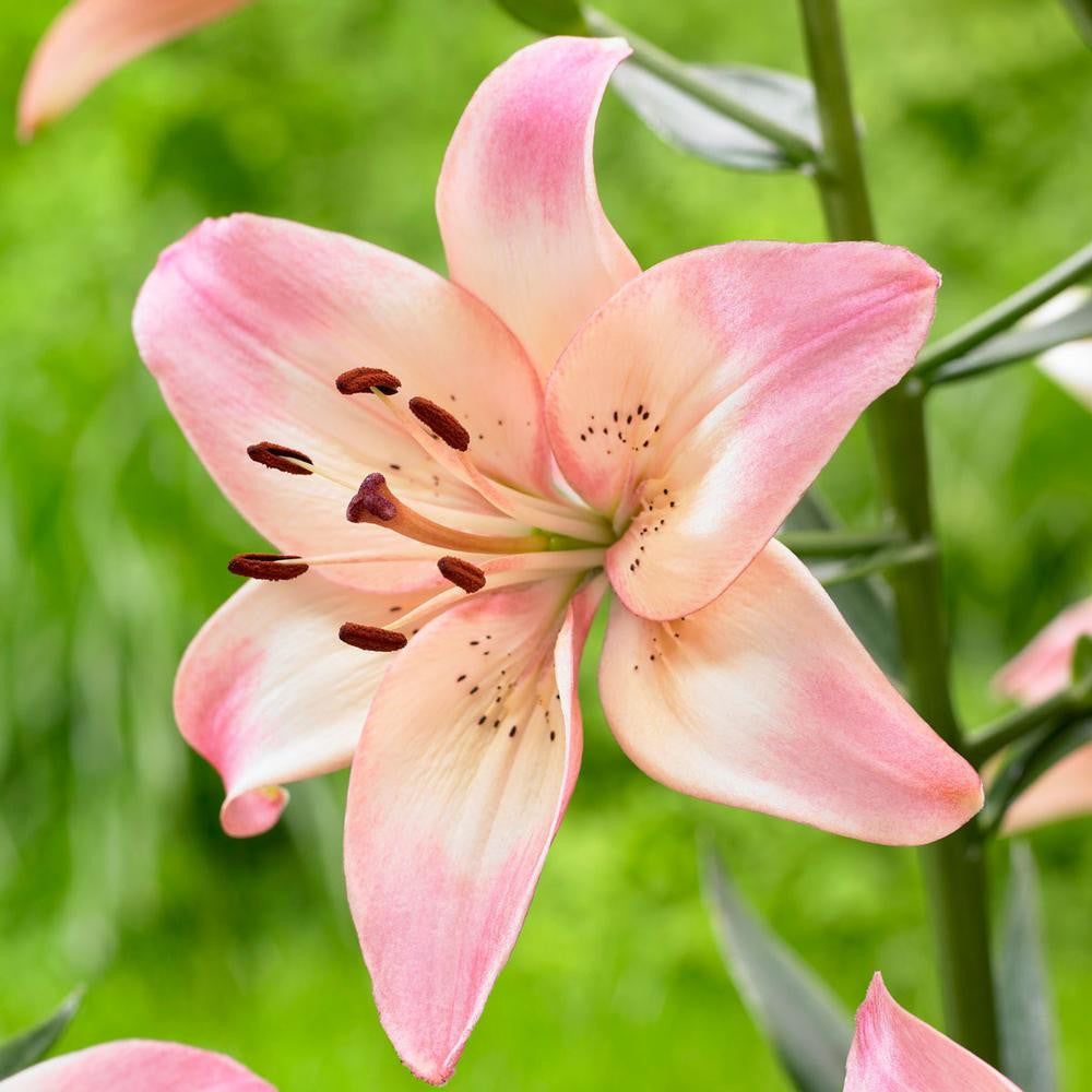 asiatic lily pink Lily Asiatic Rosella's Dream - 5 bulbs