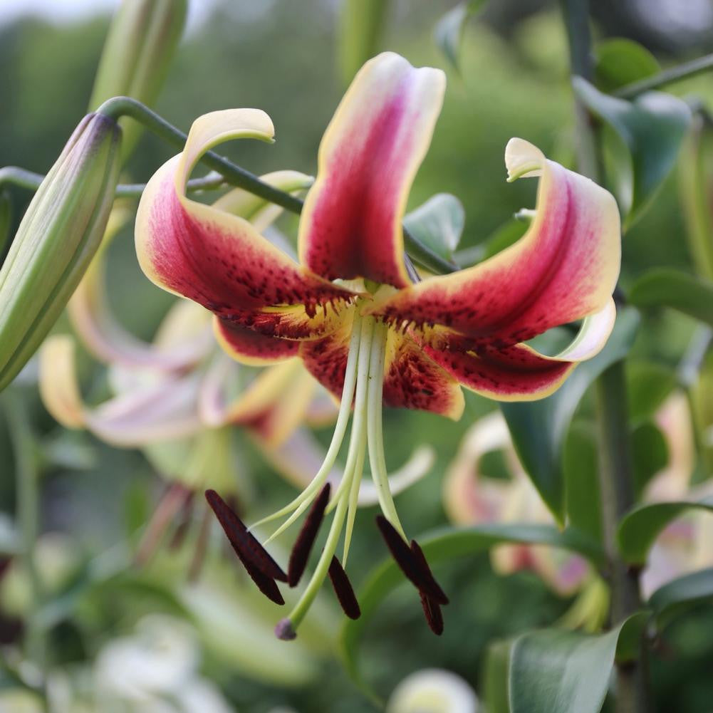 liky Zelmira Oriental x Trumpet Hybrid Lily – EVERGREEN