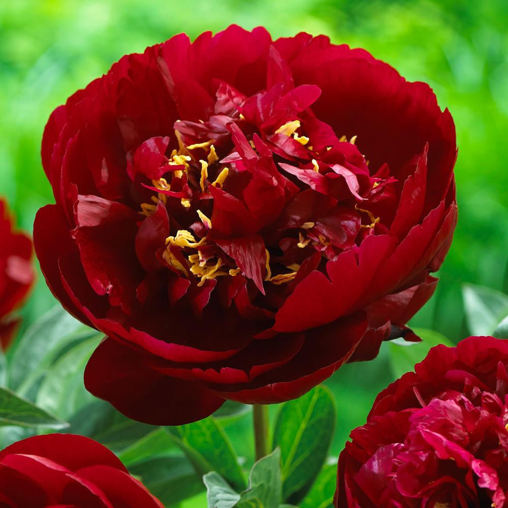 Peony Lactiflora Buckeye Belle - 1 bare root - Longfield Gardens