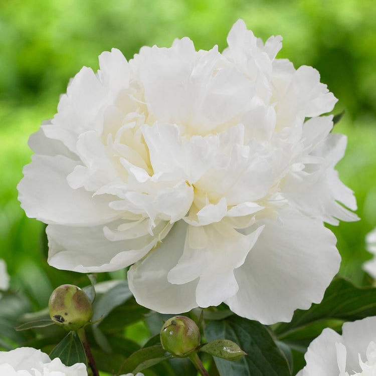 Peony Lactiflora Duchess de Nemours (Spring)