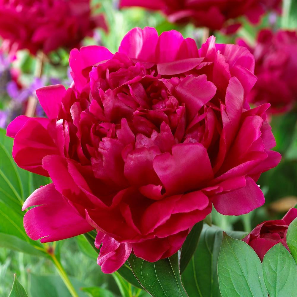 花 rui DETA-499__37786.1624388079.