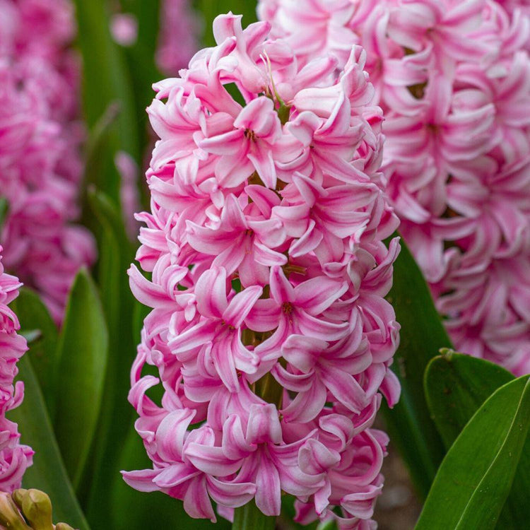 Hyacinth Orientalis Pink Pearl