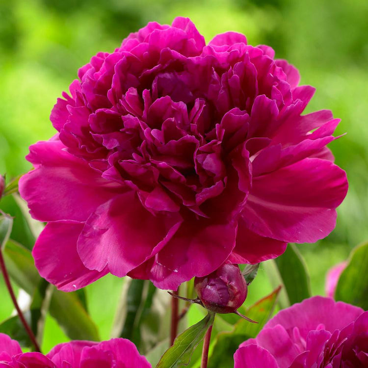Peony Lactiflora Red Supreme