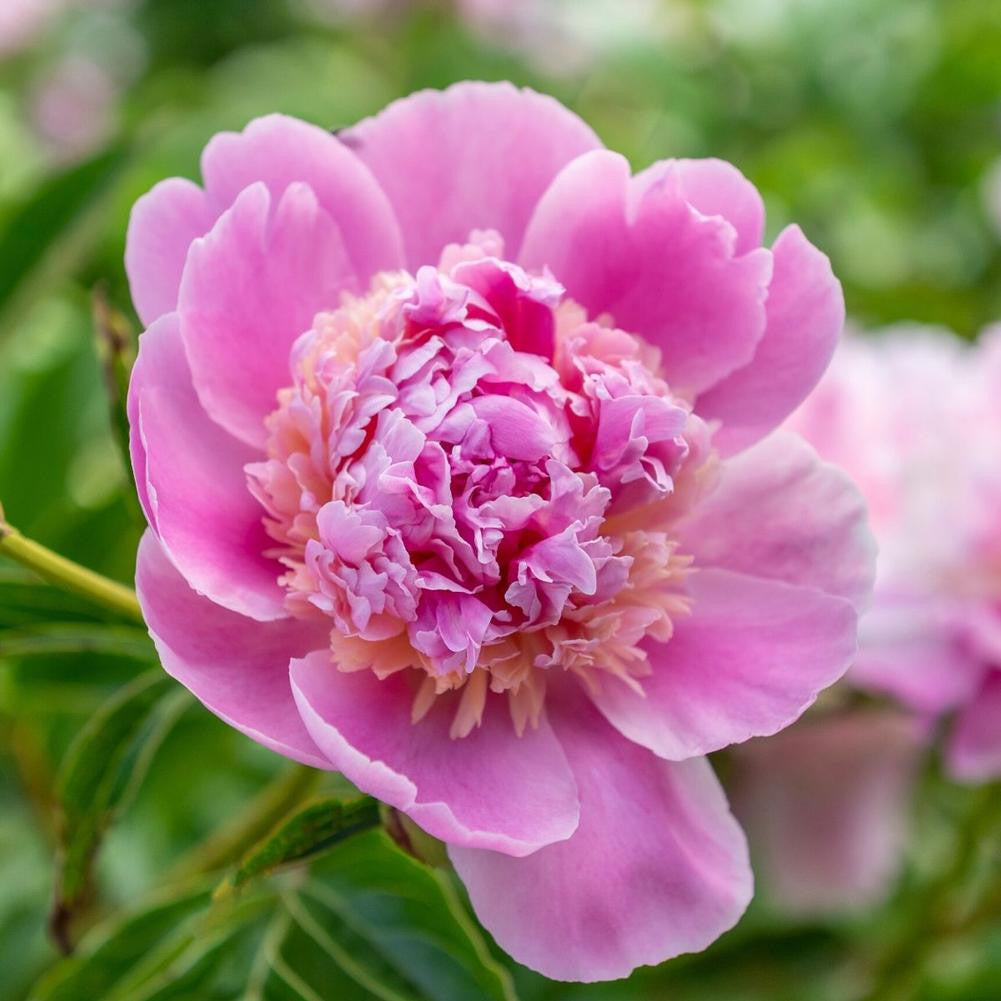 peony PET 270円 Peony Lactiflora Sorbet - 1 bare root - Longfield Gardens