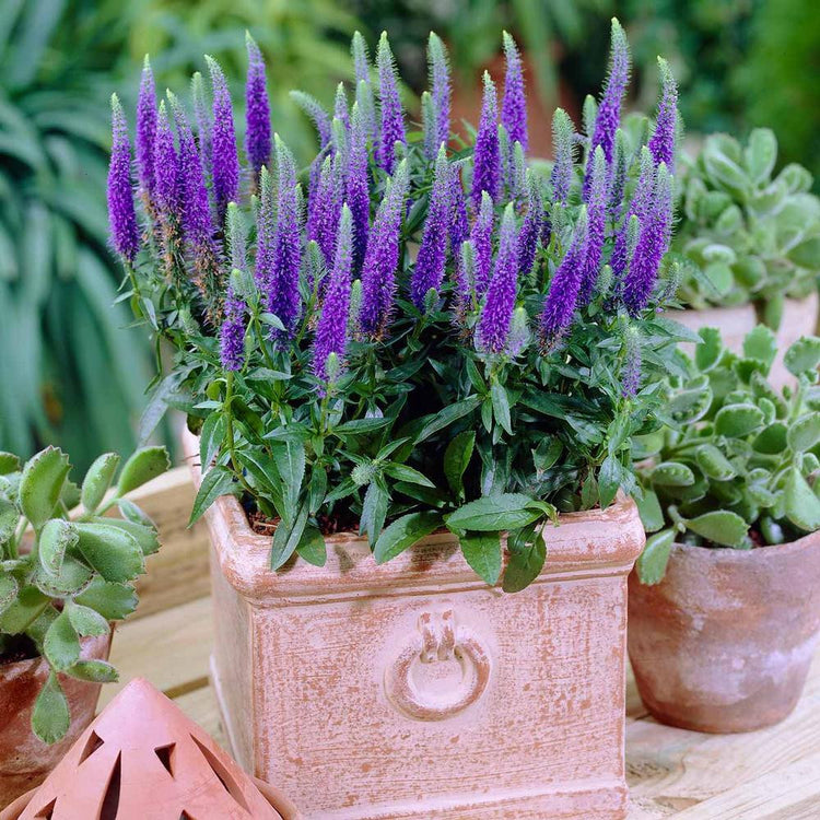 Veronica Ulster Blue Dwarf